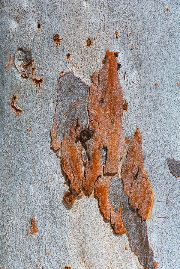 Eucalyptus Road Map by Joy Watson